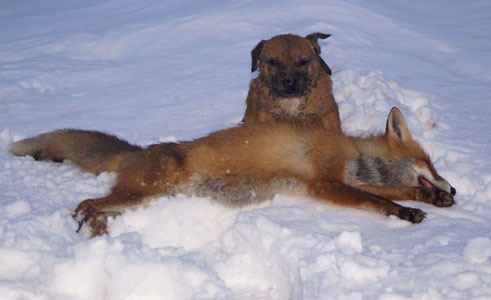 Grimmasteggens Fido 2010